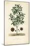 Japanese Star Anise, Aniseed Tree or Sacred Anise Tree, Illicium Anisatum, Illicium Religiosum, Bad-Louis Joseph Edouard Maubert-Mounted Giclee Print