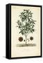 Japanese Star Anise, Aniseed Tree or Sacred Anise Tree, Illicium Anisatum, Illicium Religiosum, Bad-Louis Joseph Edouard Maubert-Framed Stretched Canvas