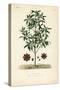 Japanese Star Anise, Aniseed Tree or Sacred Anise Tree, Illicium Anisatum, Illicium Religiosum, Bad-Louis Joseph Edouard Maubert-Stretched Canvas