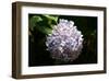 Japanese Summer Hydrangea-Ryuji Adachi-Framed Art Print