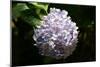 Japanese Summer Hydrangea-Ryuji Adachi-Mounted Art Print