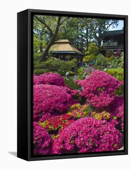 Japanese Tea Garden, Golden Gate Park, San Francisco-Anna Miller-Framed Stretched Canvas