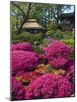 Japanese Tea Garden, Golden Gate Park, San Francisco-Anna Miller-Mounted Photographic Print