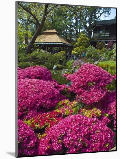 Japanese Tea Garden, Golden Gate Park, San Francisco-Anna Miller-Mounted Photographic Print