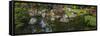 Japanese Tea Garden pond, San Francisco, California, USA-Anna Miller-Framed Stretched Canvas