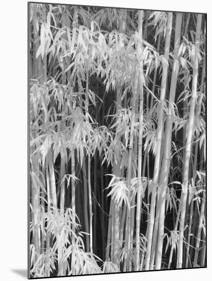Japanese Tea Garden, San Francisco, California, Usa-Connie Bransilver-Mounted Photographic Print