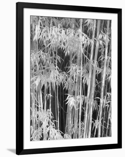 Japanese Tea Garden, San Francisco, California, Usa-Connie Bransilver-Framed Photographic Print