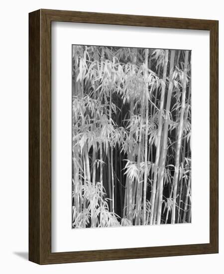 Japanese Tea Garden, San Francisco, California, Usa-Connie Bransilver-Framed Photographic Print