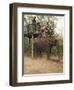 Japanese Tourists Board the Elephant That Will Take Them on Safari-Don Smith-Framed Photographic Print