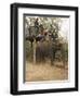 Japanese Tourists Board the Elephant That Will Take Them on Safari-Don Smith-Framed Photographic Print