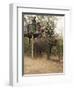 Japanese Tourists Board the Elephant That Will Take Them on Safari-Don Smith-Framed Photographic Print