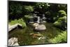 Japanese Variegated Carps Swimming in Garden Pond-eskay lim-Mounted Photographic Print