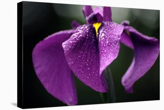 Japanese Water Iris Flower (Iris Ensata)-Dr. Nick Kurzenko-Stretched Canvas