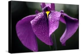 Japanese Water Iris Flower (Iris Ensata)-Dr. Nick Kurzenko-Stretched Canvas