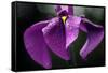 Japanese Water Iris Flower (Iris Ensata)-Dr. Nick Kurzenko-Framed Stretched Canvas