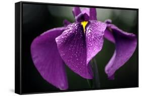 Japanese Water Iris Flower (Iris Ensata)-Dr. Nick Kurzenko-Framed Stretched Canvas