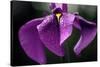 Japanese Water Iris Flower (Iris Ensata)-Dr. Nick Kurzenko-Stretched Canvas