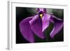 Japanese Water Iris Flower (Iris Ensata)-Dr. Nick Kurzenko-Framed Premium Photographic Print