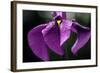 Japanese Water Iris Flower (Iris Ensata)-Dr. Nick Kurzenko-Framed Premium Photographic Print