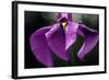 Japanese Water Iris Flower (Iris Ensata)-Dr. Nick Kurzenko-Framed Premium Photographic Print