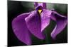 Japanese Water Iris Flower (Iris Ensata)-Dr. Nick Kurzenko-Mounted Premium Photographic Print