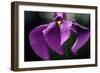 Japanese Water Iris Flower (Iris Ensata)-Dr. Nick Kurzenko-Framed Photographic Print