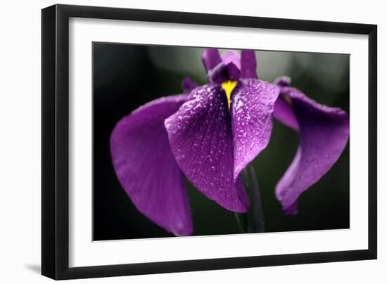 Japanese Water Iris Flower (Iris Ensata)-Dr. Nick Kurzenko-Framed Photographic Print