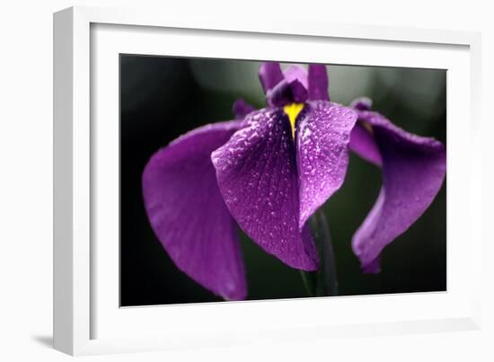 Japanese Water Iris Flower (Iris Ensata)-Dr. Nick Kurzenko-Framed Photographic Print