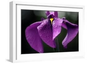 Japanese Water Iris Flower (Iris Ensata)-Dr. Nick Kurzenko-Framed Photographic Print