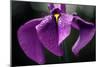 Japanese Water Iris Flower (Iris Ensata)-Dr. Nick Kurzenko-Mounted Photographic Print