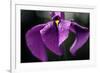 Japanese Water Iris Flower (Iris Ensata)-Dr. Nick Kurzenko-Framed Photographic Print