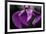 Japanese Water Iris Flower (Iris Ensata)-Dr. Nick Kurzenko-Framed Photographic Print