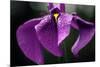 Japanese Water Iris Flower (Iris Ensata)-Dr. Nick Kurzenko-Mounted Photographic Print