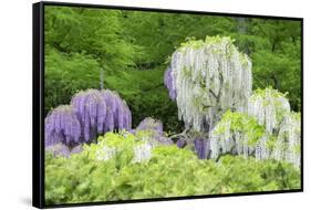 Japanese Wisteria, Kennett Square, Pennsylvania, USA-Lisa S. Engelbrecht-Framed Stretched Canvas