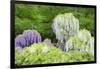 Japanese Wisteria, Kennett Square, Pennsylvania, USA-Lisa S. Engelbrecht-Framed Photographic Print