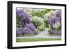 Japanese Wisteria, Kennett Square, Pennsylvania, USA-Lisa S. Engelbrecht-Framed Photographic Print