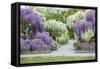 Japanese Wisteria, Kennett Square, Pennsylvania, USA-Lisa S. Engelbrecht-Framed Stretched Canvas