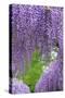 Japanese Wisteria, Kennett Square, Pennsylvania, Usa-Lisa S. Engelbrecht-Stretched Canvas