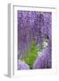 Japanese Wisteria, Kennett Square, Pennsylvania, Usa-Lisa S. Engelbrecht-Framed Photographic Print