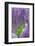 Japanese Wisteria, Kennett Square, Pennsylvania, Usa-Lisa S. Engelbrecht-Framed Photographic Print