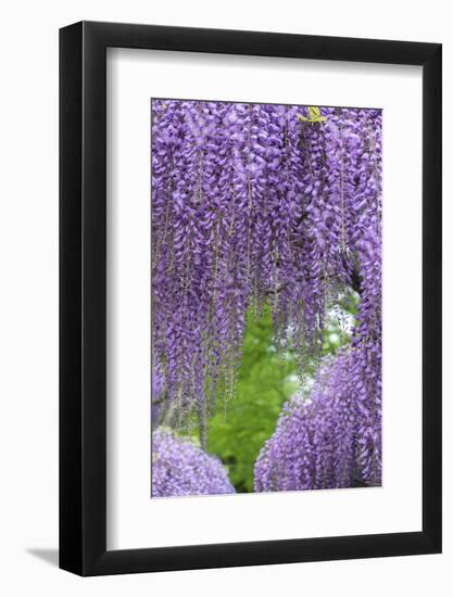 Japanese Wisteria, Kennett Square, Pennsylvania, Usa-Lisa S. Engelbrecht-Framed Photographic Print