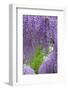 Japanese Wisteria, Kennett Square, Pennsylvania, Usa-Lisa S. Engelbrecht-Framed Photographic Print