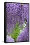 Japanese Wisteria, Kennett Square, Pennsylvania, Usa-Lisa S. Engelbrecht-Framed Stretched Canvas