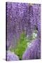 Japanese Wisteria, Kennett Square, Pennsylvania, Usa-Lisa S. Engelbrecht-Stretched Canvas