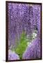 Japanese Wisteria, Kennett Square, Pennsylvania, Usa-Lisa S. Engelbrecht-Framed Photographic Print