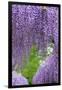 Japanese Wisteria, Kennett Square, Pennsylvania, Usa-Lisa S. Engelbrecht-Framed Photographic Print