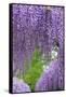 Japanese Wisteria, Kennett Square, Pennsylvania, Usa-Lisa S. Engelbrecht-Framed Stretched Canvas