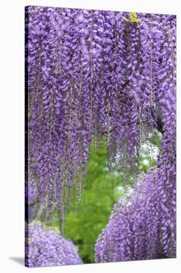 Japanese Wisteria, Kennett Square, Pennsylvania, Usa-Lisa S. Engelbrecht-Stretched Canvas