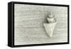 Japanese Wonder Shell-Cora Niele-Framed Stretched Canvas