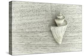 Japanese Wonder Shell-Cora Niele-Stretched Canvas